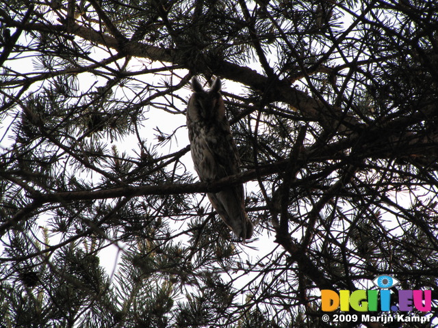 SX06036 Long-eared owl (Asio otus)